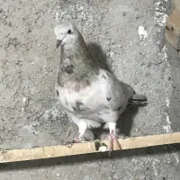 کبوتر سرور