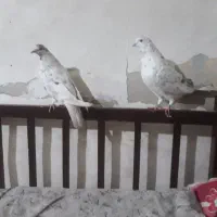 کفتر تهرونی