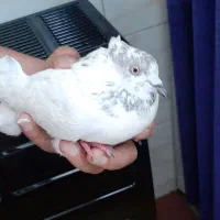 کبوتر