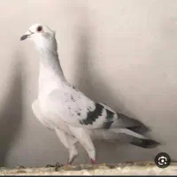 مایه کلاغ بدرنگ لوک