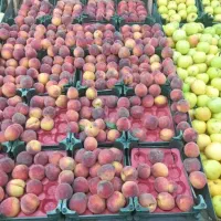 کارگر ساده جهت میوه فروشی