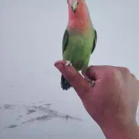 پرنده کوتوله برزیلی