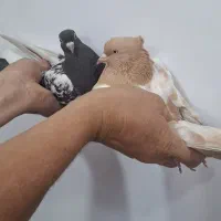 کفتر