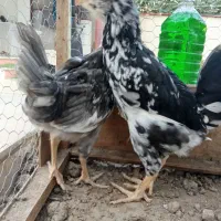جوجه گلین و جوجه لاری اصیل