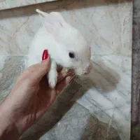 خرگوش|موش و خرگوش|گرگان, |دیوار