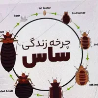 سمپاشی باضمانت کتبی سم پاشی ساس سوسک و..