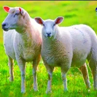 گوسفند بره با هر نژادی موجود
