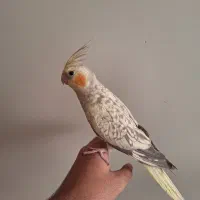 عروس هلندی