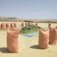 یونجه خرمنکوب
