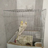 عروس هلندی