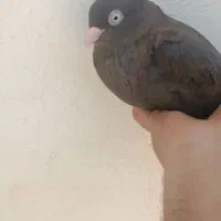 قهوه ای ابادانی