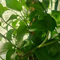 گل پتوس|گل و گیاه طبیعی|کرج, شهرک جهان‌نما|دیوار