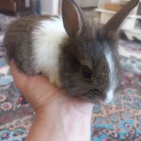 خرگوش سالم و آروم