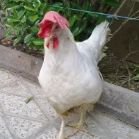خروس