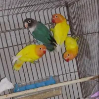 جوجهه کوتولهه برزیلی