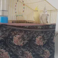 عروس هلندی
