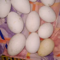 فرش غاز محلی
