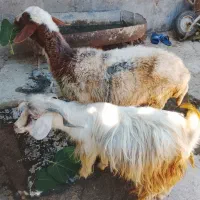 گوسفند و بز نر