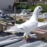 کبوتر در گنجه در انباری درب باغ محکم آهن