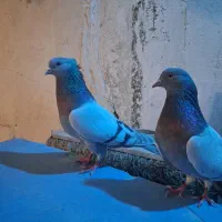 کاغذی اصفهانی