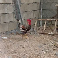 خروس گلین