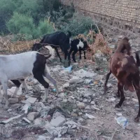 خرمشهر|حیوانات مزرعه|خرمشهر, |دیوار