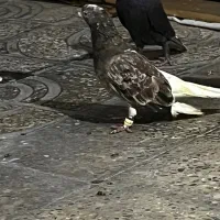 کبوتر