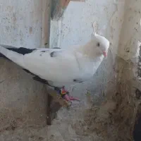 کفتر دم سیاه