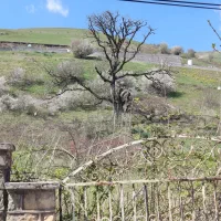 اجاره  ویلا  خونه باغ