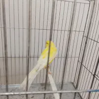 قناری رسمی بلند