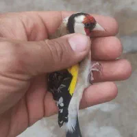 سره