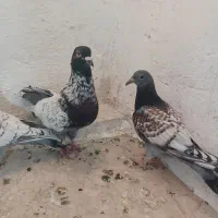 کبوتر رنگی