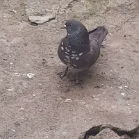 کبوتر|پرنده|رشت, گیل|دیوار