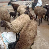 گوسفند افشار بابره خرج خوره|حیوانات مزرعه|قزوین, |دیوار