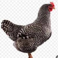 تخم نطفه‌دار مرندی و پلیموت راک
