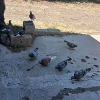 کبوتر