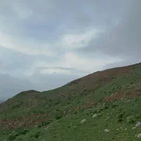 زمین پروانه دارتوجیح دارمیلانی زاده