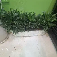 تعدادی گل به همراه گلدان