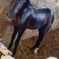 کره خرسانی