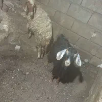 باسلام یک عدد بز و کاور ماده