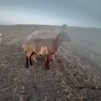 یک راس بره ماده قرمز رنگ