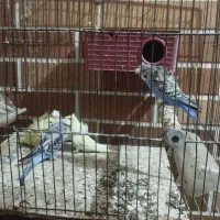 فنچ نرگسی