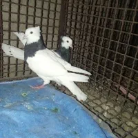 کفتر طوقی