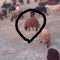 بره نر سالم