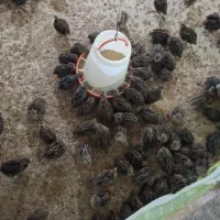 فروش بلدرچین نیمچه 20 روزه