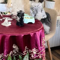 واگذاری سگ شیتزو