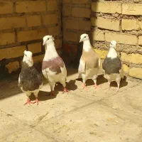 کبوتر طوقی