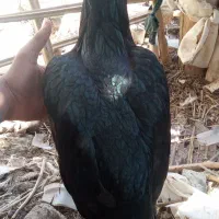 خروس