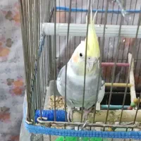 گمشده پرنده ، محدوده شریعتی دو عدد عروس هلندی