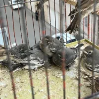 سهره و غیره